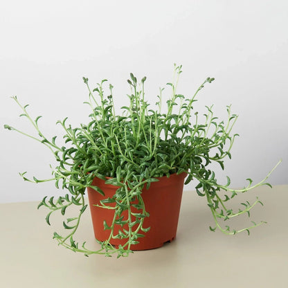 Succulent 'String of Dolphins'-Succulent-Trendy Gardener