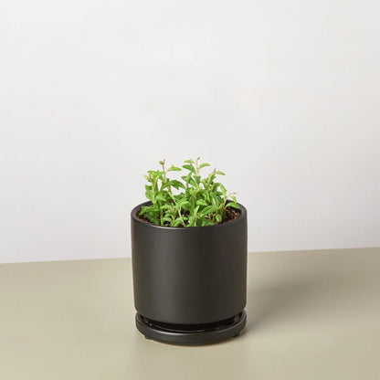 Succulent 'String of Dolphins'-Succulent-Trendy Gardener