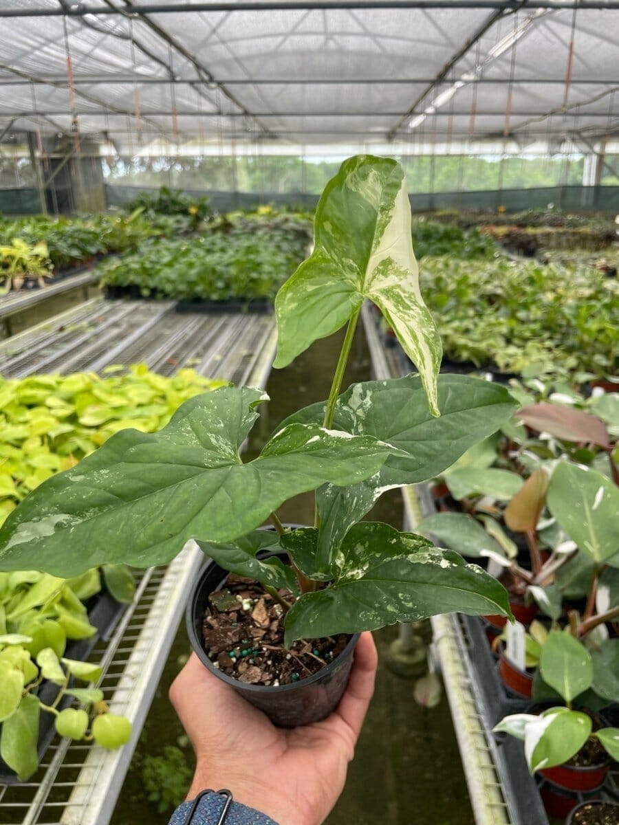 Syngonium 'Albo Variegata'-Indoor Plants-Trendy Gardener