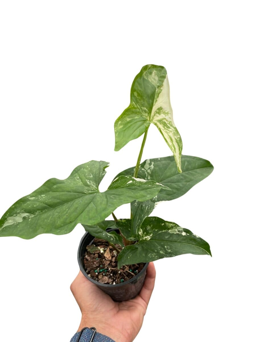 Syngonium 'Albo Variegata'-Indoor Plants-Trendy Gardener