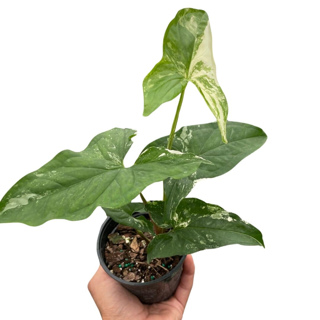 Syngonium 'Albo Variegata'-Indoor Plants-Trendy Gardener