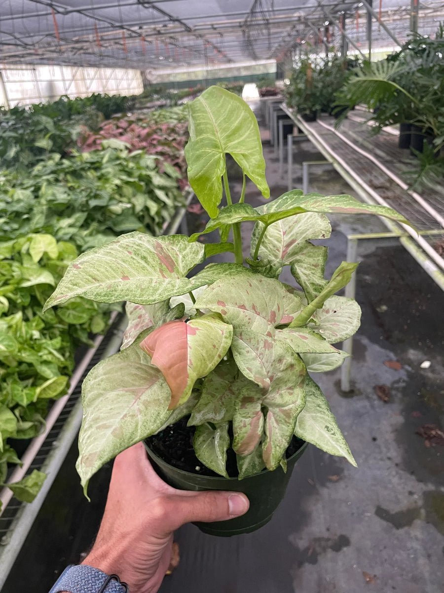 Syngonium 'Confetti'-Indoor Plants-Trendy Gardener