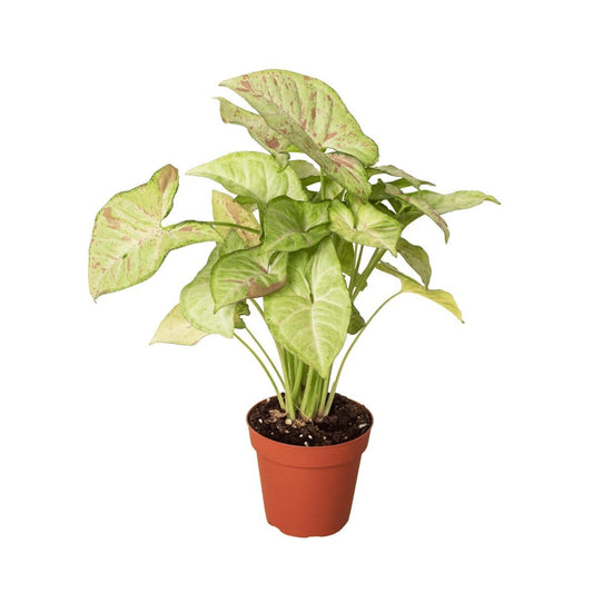 Syngonium 'Confetti'-Indoor Plants-Trendy Gardener