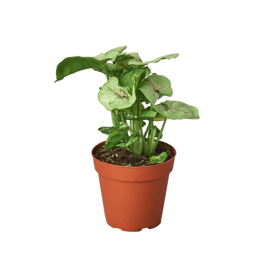 Syngonium Cream - 4" Pot-Indoor Plants-Trendy Gardener