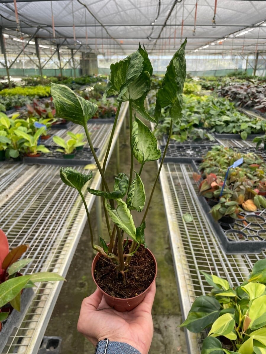 Syngonium 'Godzilla'-Indoor Plants-Trendy Gardener