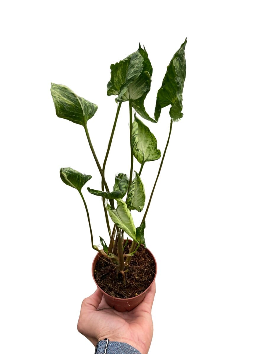 Syngonium 'Godzilla'-Indoor Plants-Trendy Gardener