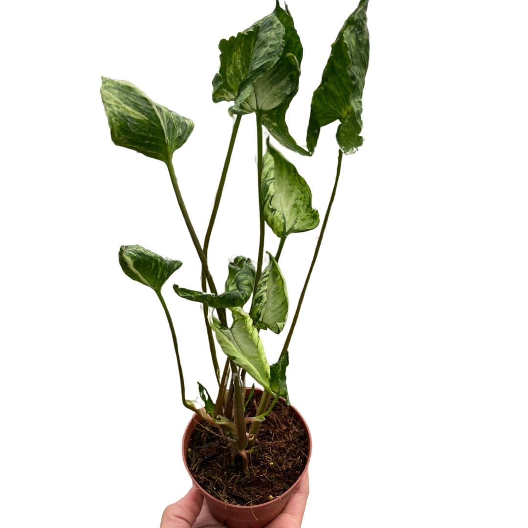 Syngonium 'Godzilla'-Indoor Plants-Trendy Gardener