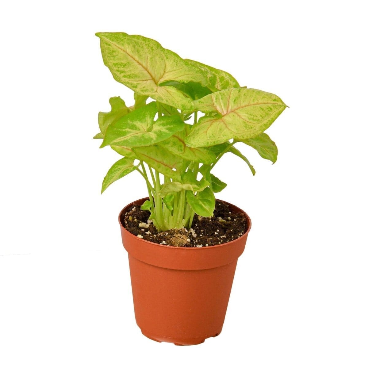 Syngonium Gold - 4" Pot-Indoor Plants-Trendy Gardener