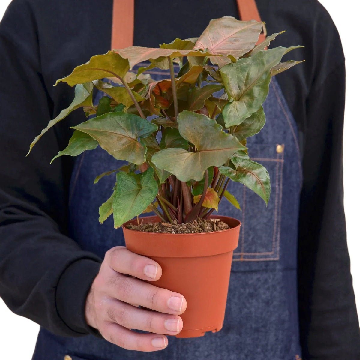 Syngonium Merry-4" Plant-Trendy Gardener