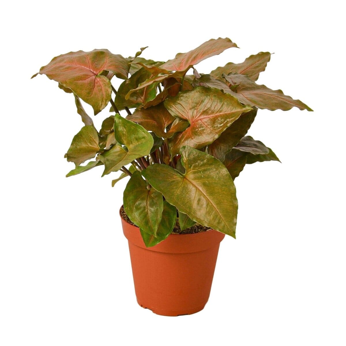 Syngonium Merry-4" Plant-Trendy Gardener