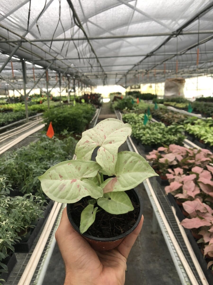 Syngonium 'Milk Confetti'-Indoor Plants-Trendy Gardener