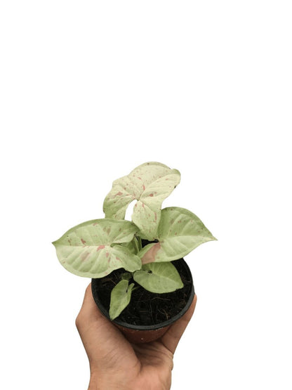 Syngonium 'Milk Confetti'-Indoor Plants-Trendy Gardener