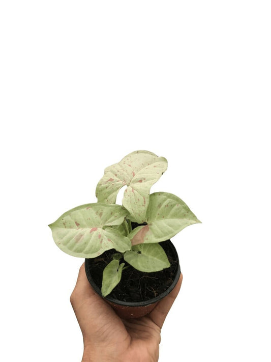 Syngonium 'Milk Confetti'-Indoor Plants-Trendy Gardener