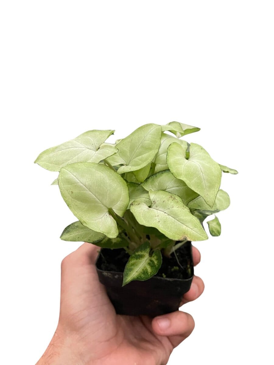 Syngonium 'Moonshine'-4" Plant-Trendy Gardener