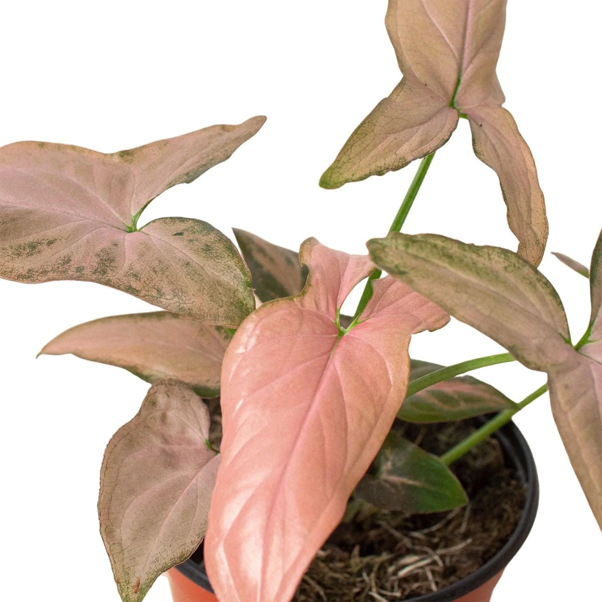 Syngonium 'Pink Splash' - 4" Pot-Indoor Plants-Trendy Gardener