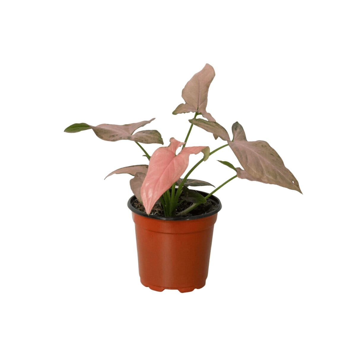 Syngonium 'Pink Splash' - 4" Pot-Indoor Plants-Trendy Gardener