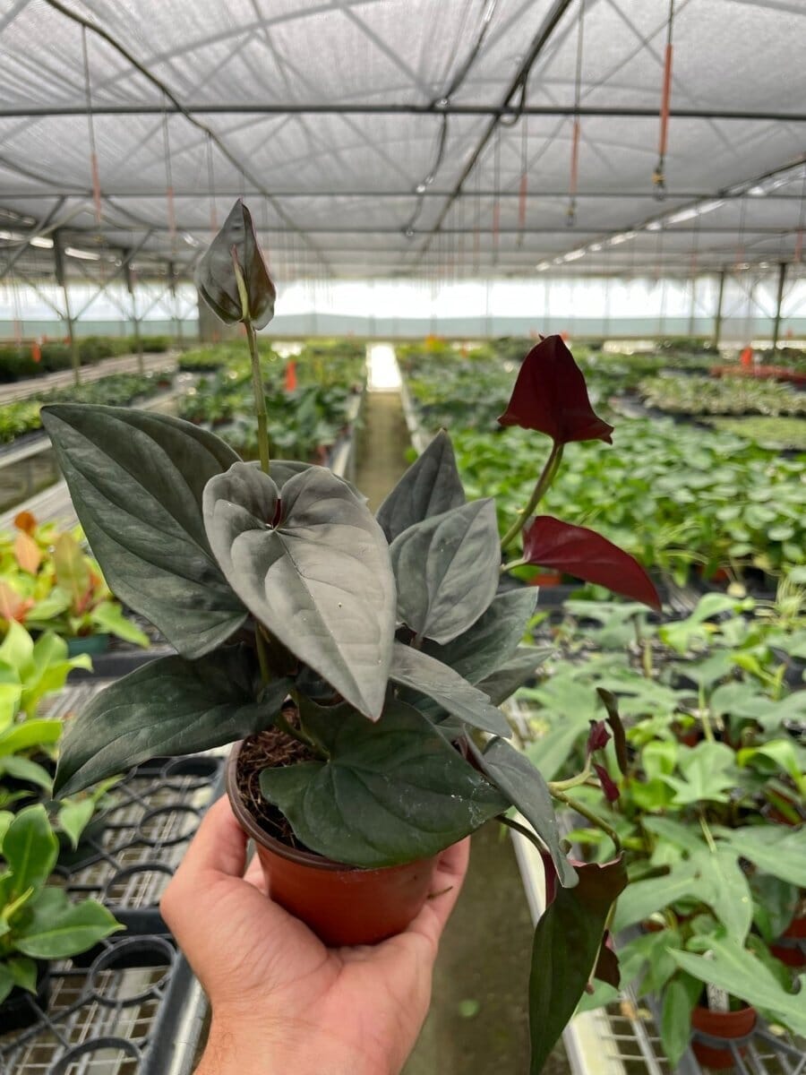 Syngonium 'Red Arrow'-Indoor Plants-Trendy Gardener