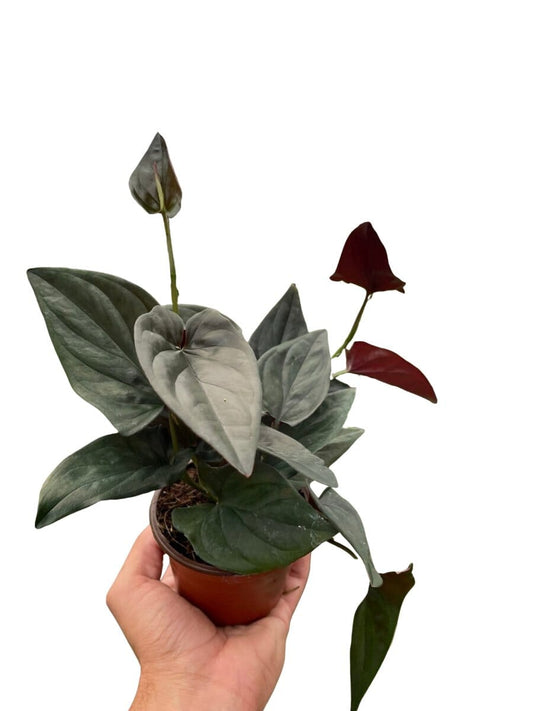 Syngonium 'Red Arrow'-Indoor Plants-Trendy Gardener