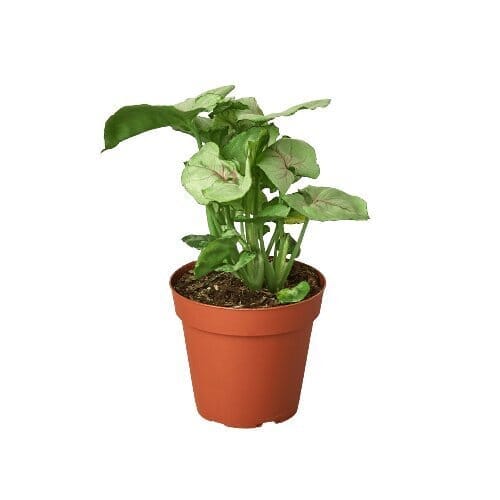 Syngonium Roxanna-4" Plant-Trendy Gardener