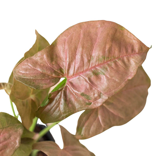 Syngonium Strawberry (Syngonium podophyllum 'Strawberry')-Indoor Plants-Trendy Gardener