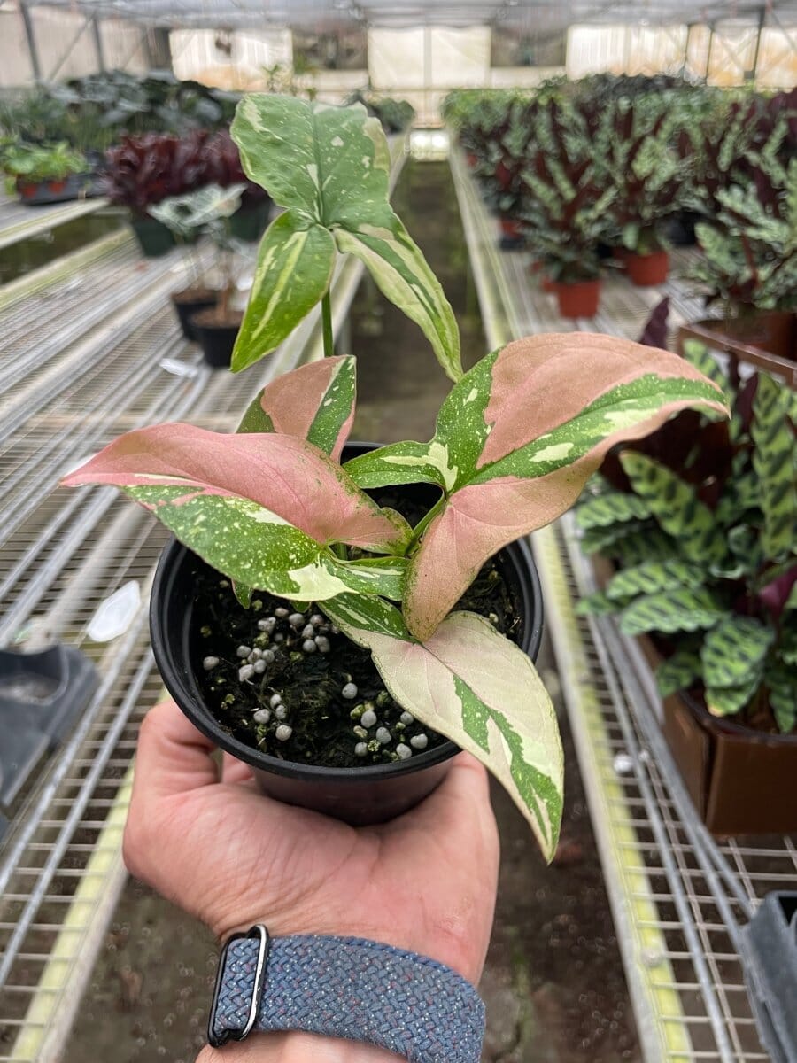 Syngonium 'Tricolor'-4" Plant-Trendy Gardener