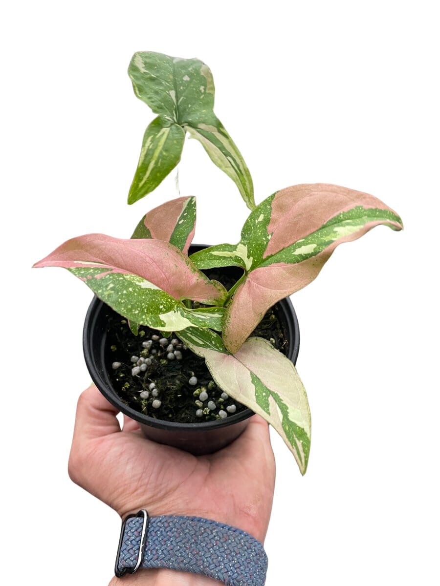 Syngonium 'Tricolor'-4" Plant-Trendy Gardener