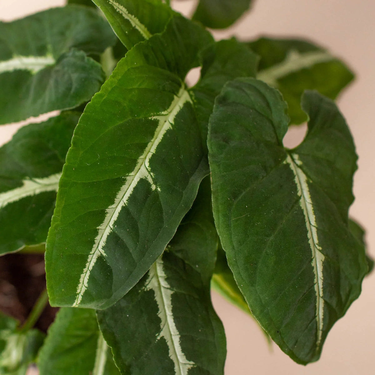 Syngonium wendlandii 'Black Velvet'-Indoor Plants-Trendy Gardener