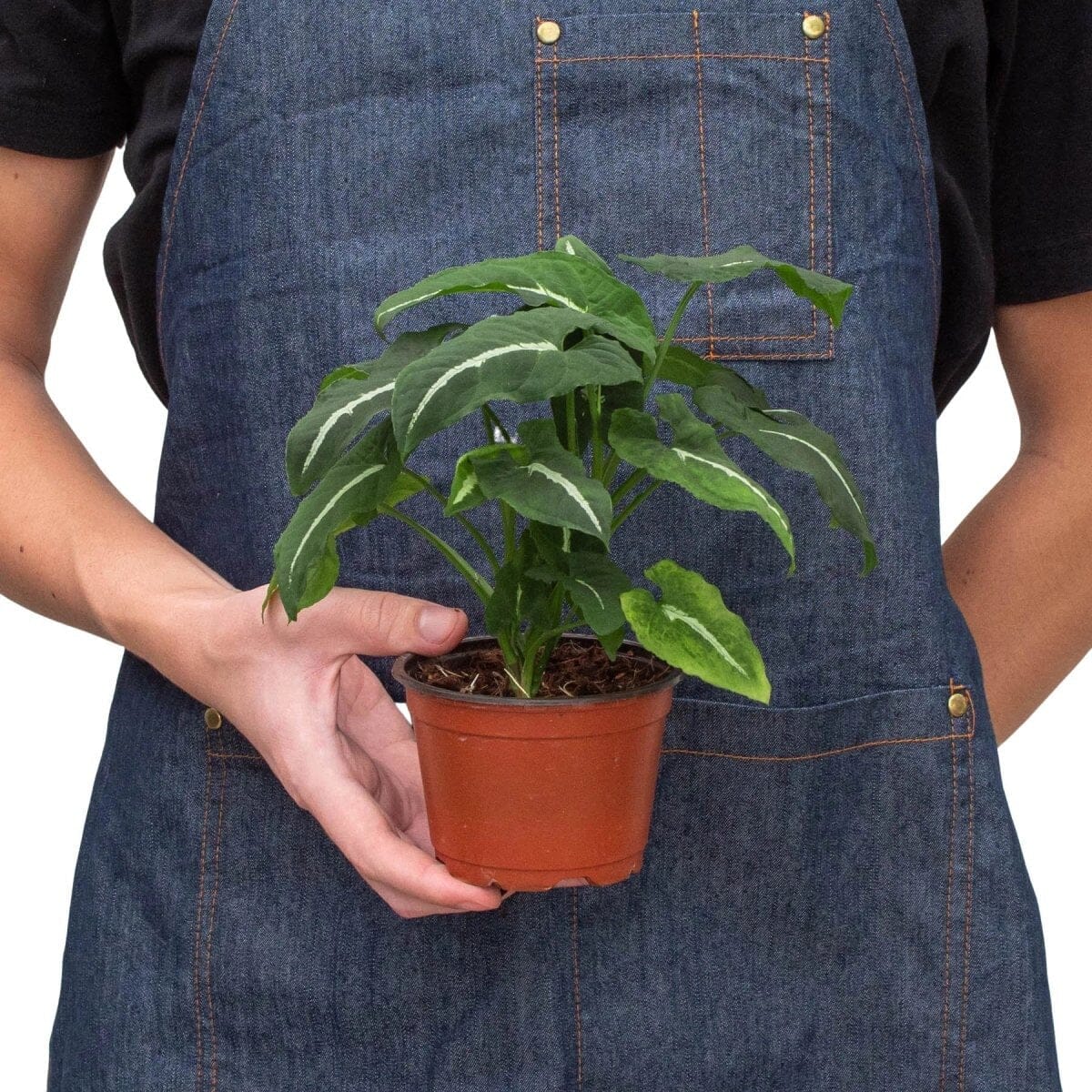 Syngonium wendlandii 'Black Velvet'-Indoor Plants-Trendy Gardener