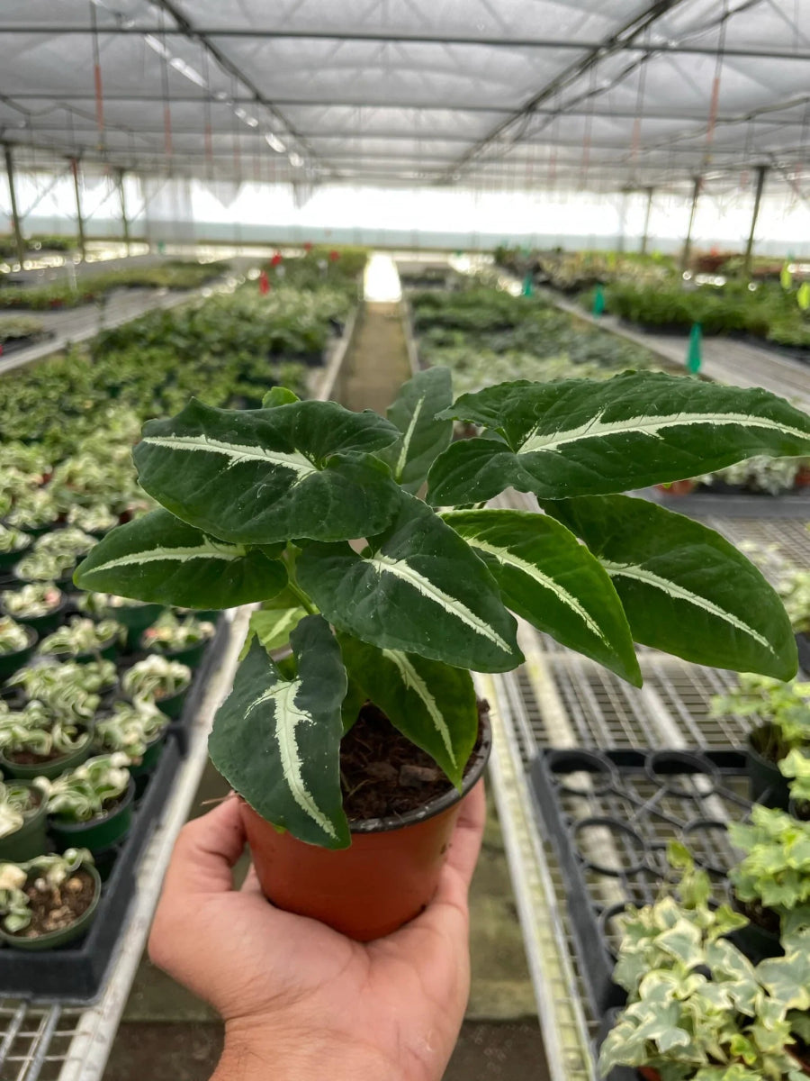 Syngonium wendlandii 'Black Velvet'-Indoor Plants-Trendy Gardener