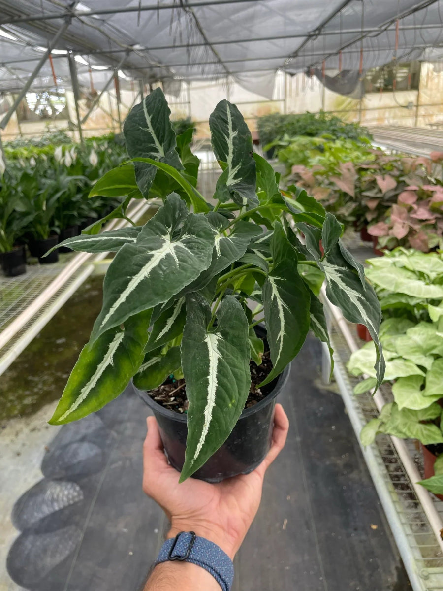 Syngonium wendlandii 'Black Velvet'-Indoor Plants-Trendy Gardener