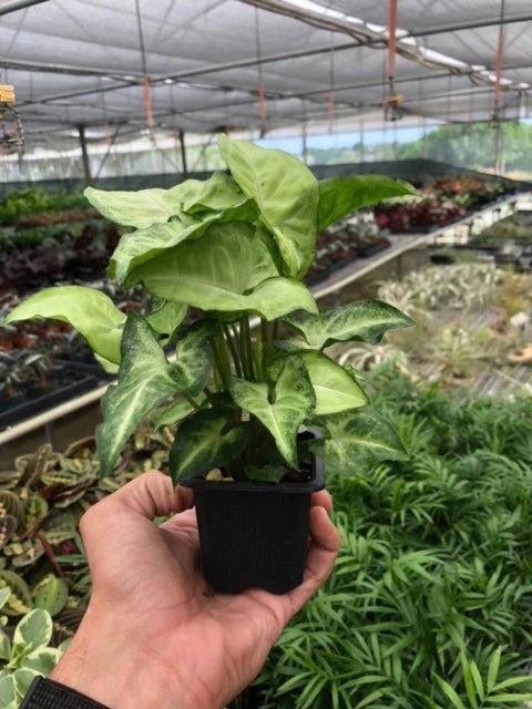 Syngonium White Butterfly-4" Plant-Trendy Gardener