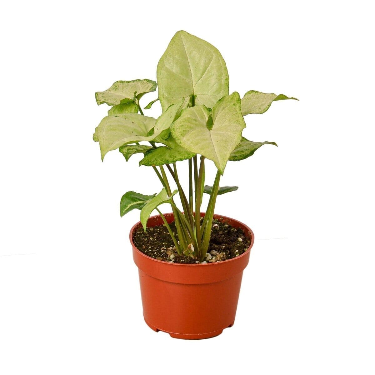 Syngonium White Butterfly-4" Plant-Trendy Gardener