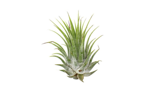 Tillandsia Air Plant Ionantha - 25 Pack-Air Plants-Trendy Gardener