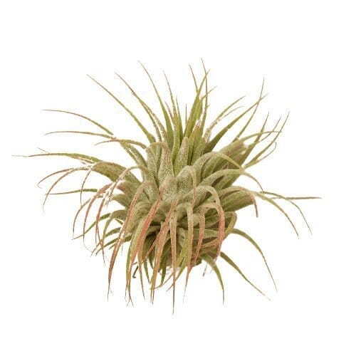 Tillandsia Air Plant Ionantha Guatemala-Air Plants-Trendy Gardener