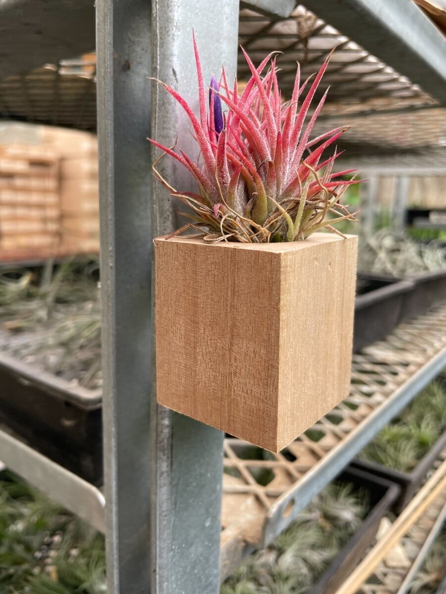 Tillandsia Air Plant Ionantha in Magnetic Wood Planter-Air Plants-Trendy Gardener