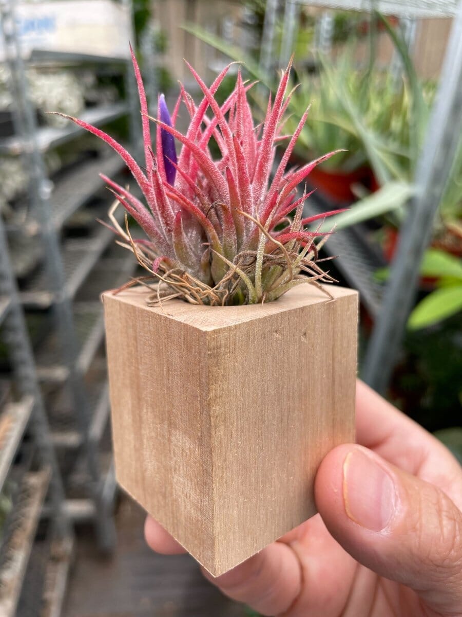 Tillandsia Air Plant Ionantha in Magnetic Wood Planter-Air Plants-Trendy Gardener