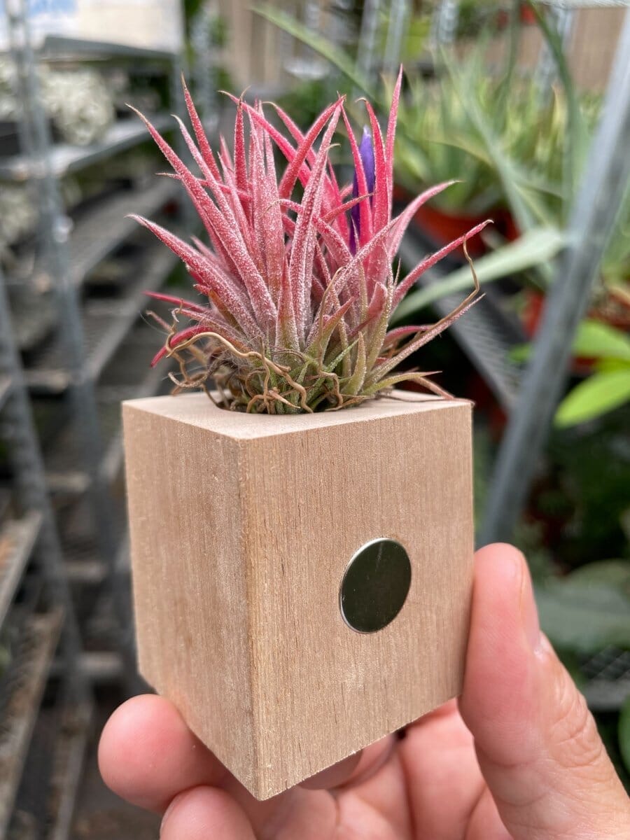 Tillandsia Air Plant Ionantha in Magnetic Wood Planter-Air Plants-Trendy Gardener