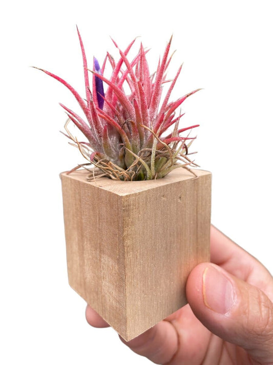 Tillandsia Air Plant Ionantha in Magnetic Wood Planter-Air Plants-Trendy Gardener