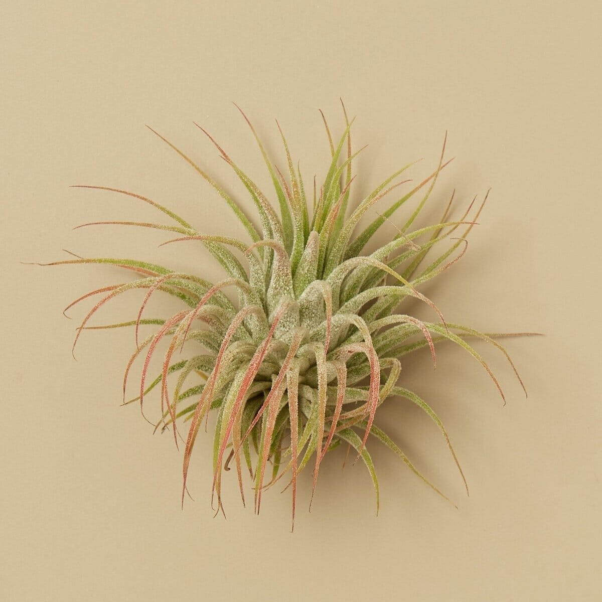 Tillandsia Air Plant Ionantha w/ Fertilizer-Air Plants-Trendy Gardener