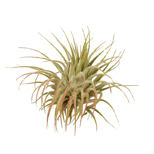 Tillandsia Air Plant Ionantha w/ Fertilizer-Air Plants-Trendy Gardener