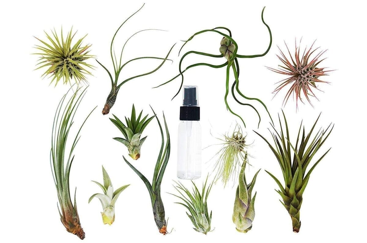 Tillandsia Air Plant Variety Pack w/ Spray Bottle-Air Plants-Trendy Gardener