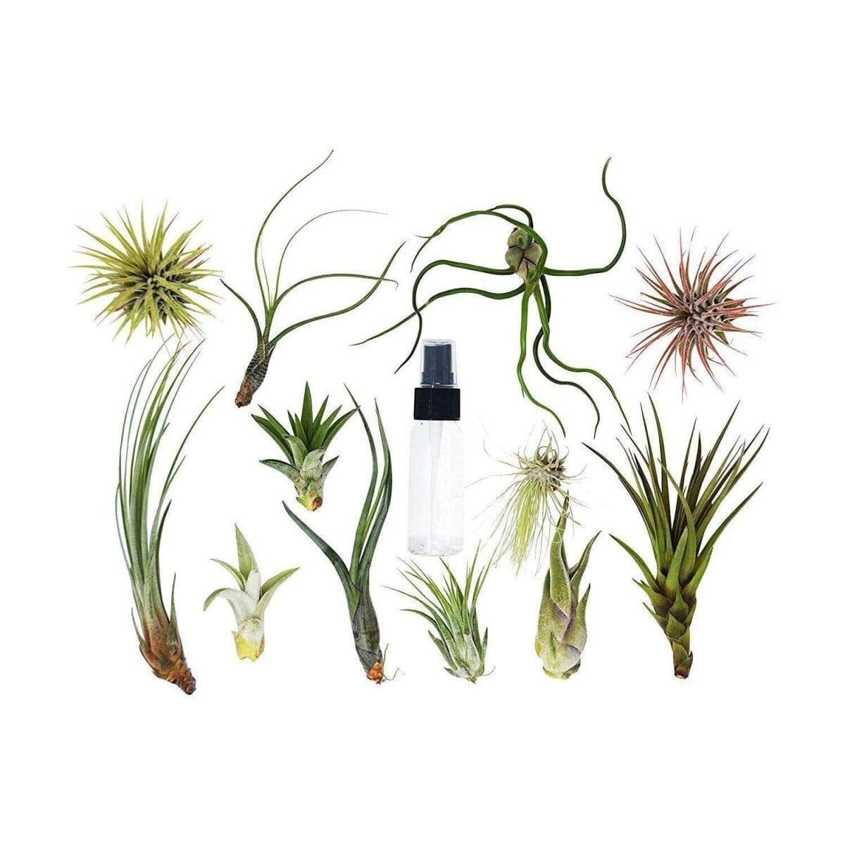 Tillandsia Air Plant Variety w/ Spray - 10 Pack-Air Plants-Trendy Gardener