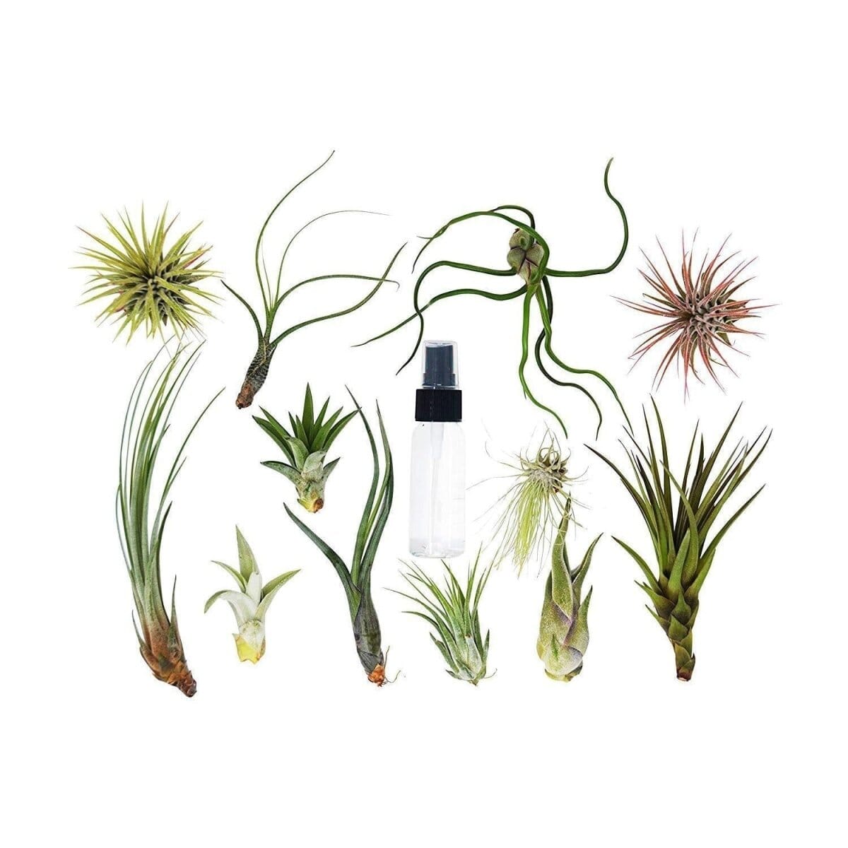 Tillandsia Air Plant Variety w/ Spray - 2 Pack-Air Plants-Trendy Gardener