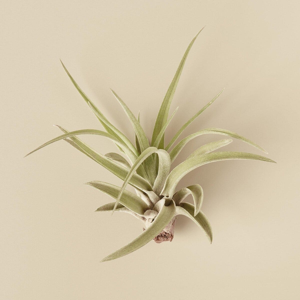 Tillandsia Air Plant Veluntina-Trendy Gardener