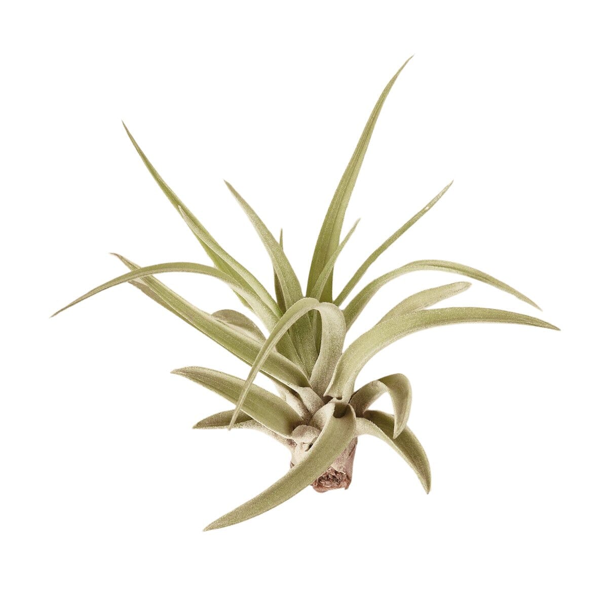 Tillandsia Air Plant Veluntina-Trendy Gardener