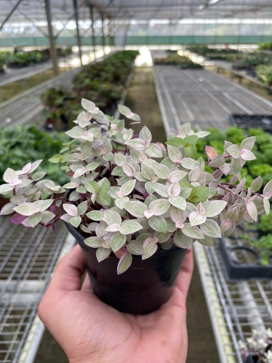 Tradescantia Callisia 'Pink Panther'-Indoor Plants-Trendy Gardener