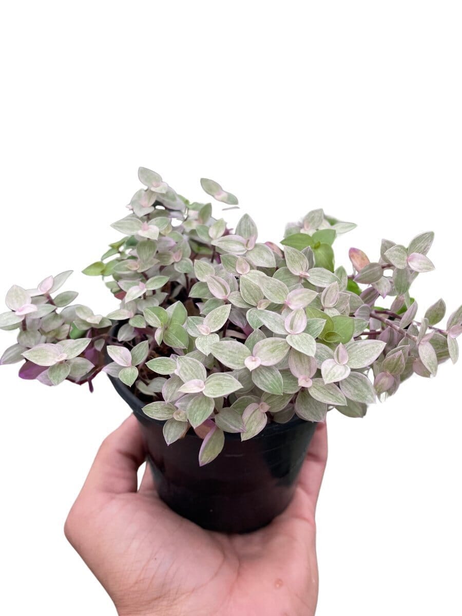 Tradescantia Callisia 'Pink Panther'-Indoor Plants-Trendy Gardener