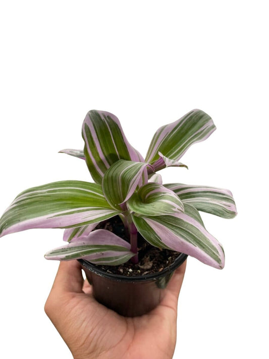 Tradescantia 'Nanouk'-Indoor Plants-Trendy Gardener