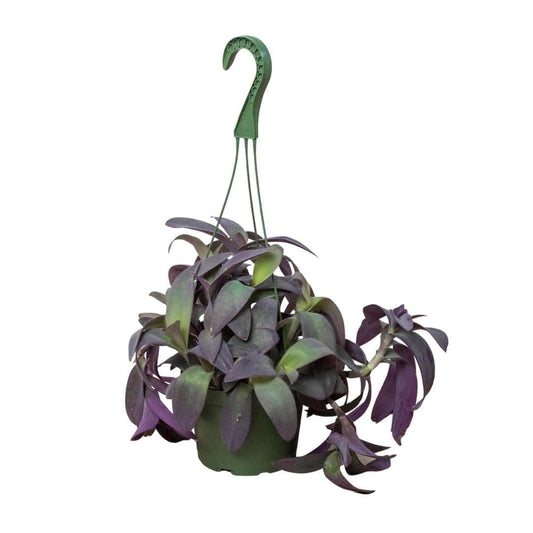 Tradescantia Purple Heart Indoor Plants Trendy Gardener 6" Pot 