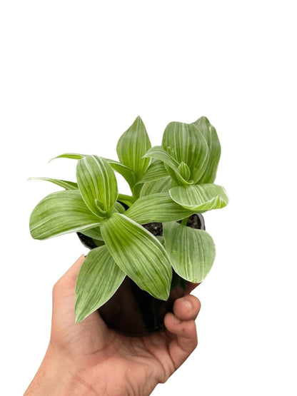 Tradescantia 'Sanna'-Indoor Plants-Trendy Gardener